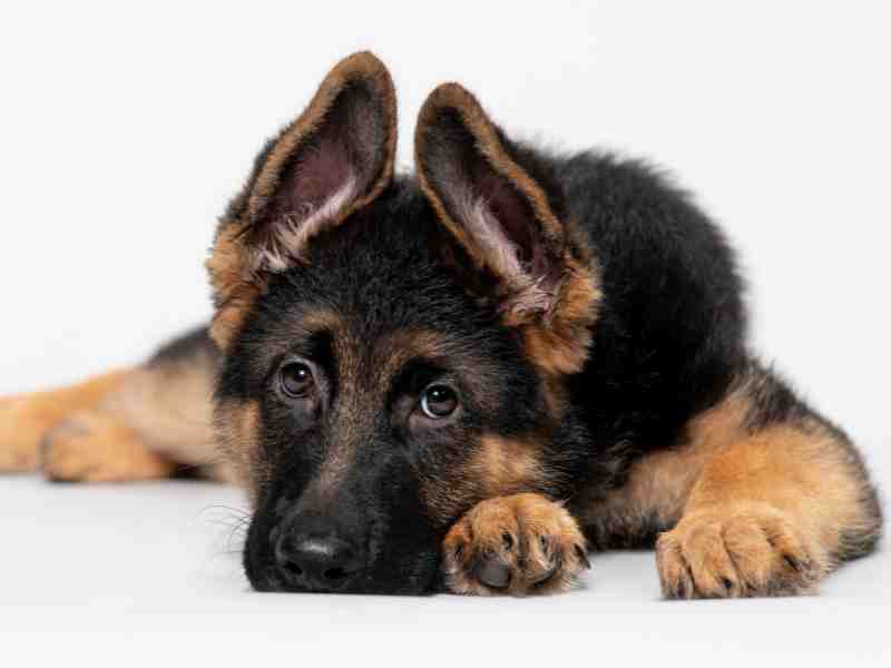 Young German Shepherd Dog puppy on white background looking at camera