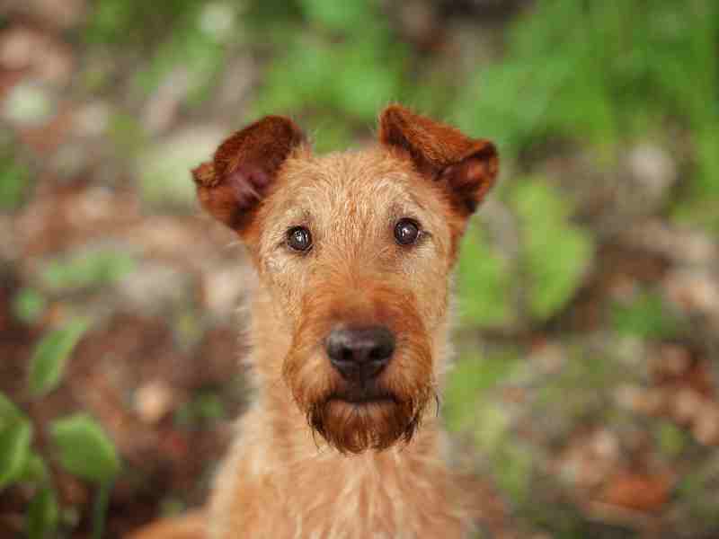Young Irish Terrier looking directly at the camera