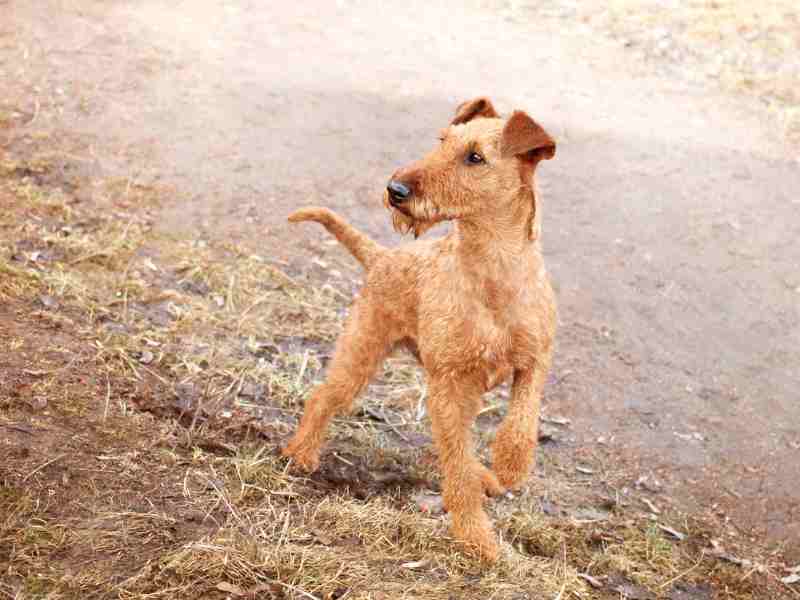 Young Irish Terrier outside looking