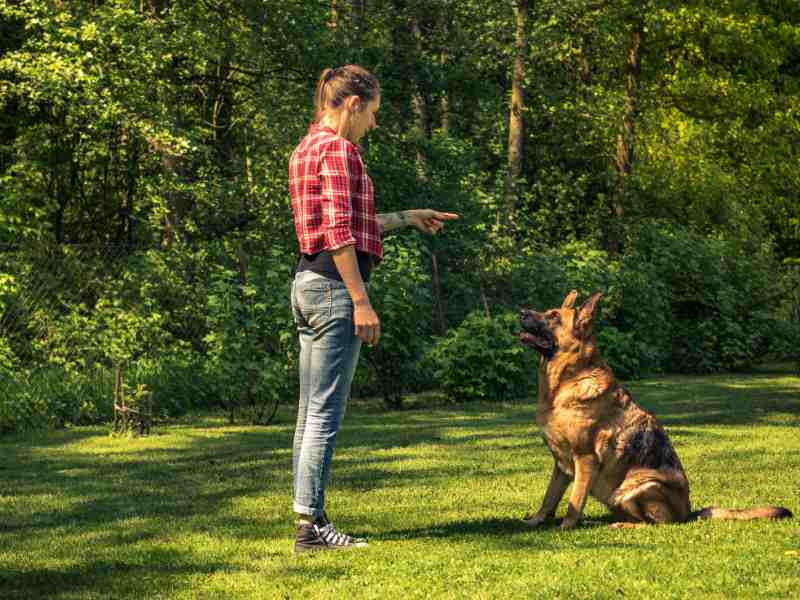 Young Woman Train German Shepherd Dog to Sit