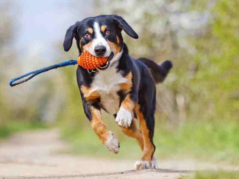 an Entlebucher Mountain Dog running with a toy in its mouth