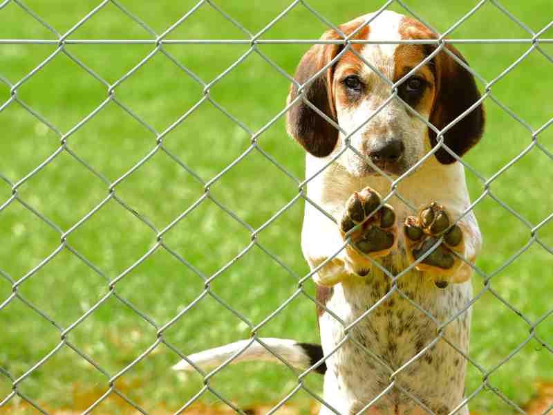 behind a fence English Foxhound