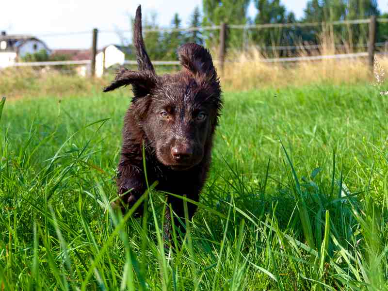 brown Flat-Coated Retriever puppy