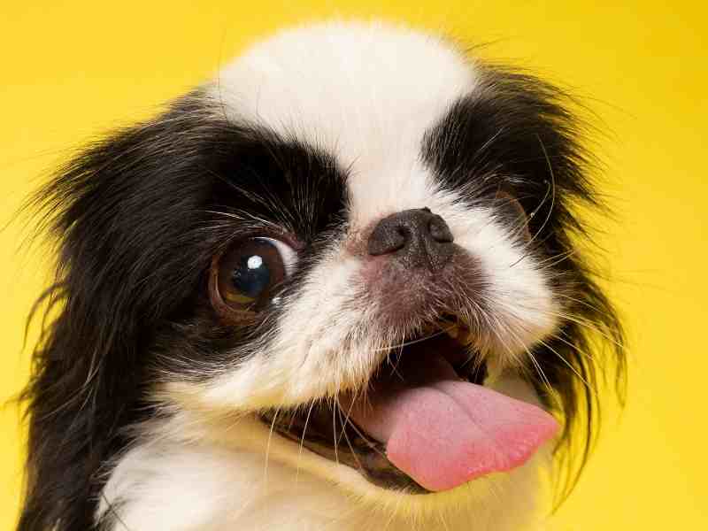 close up portrait of a Japanese Chin