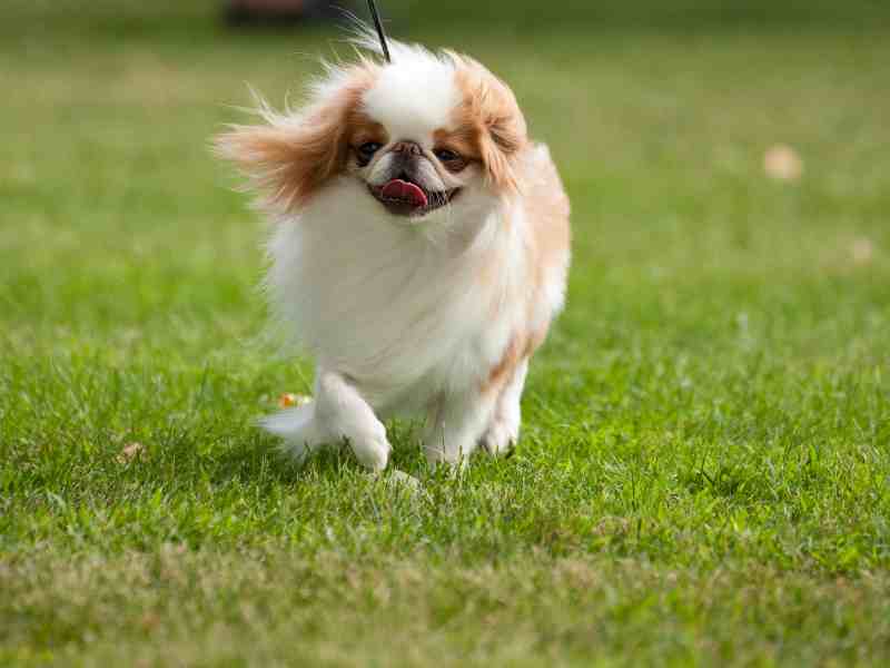 outside running a Japanese Chin