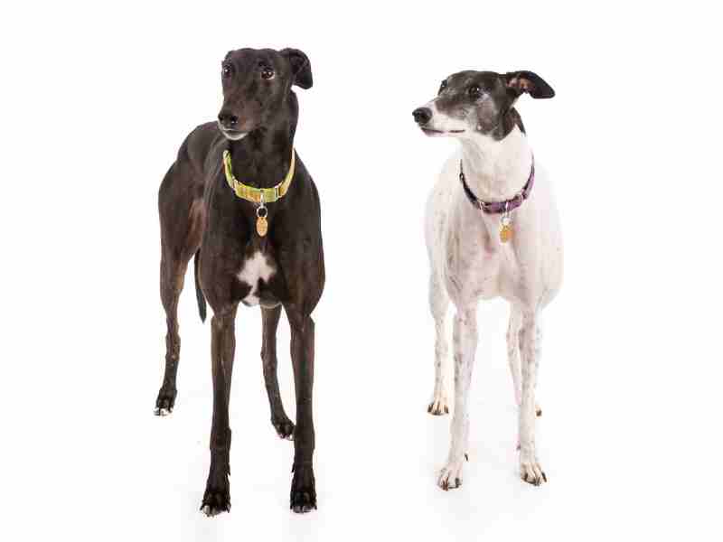 pair of Greyhound on a white background