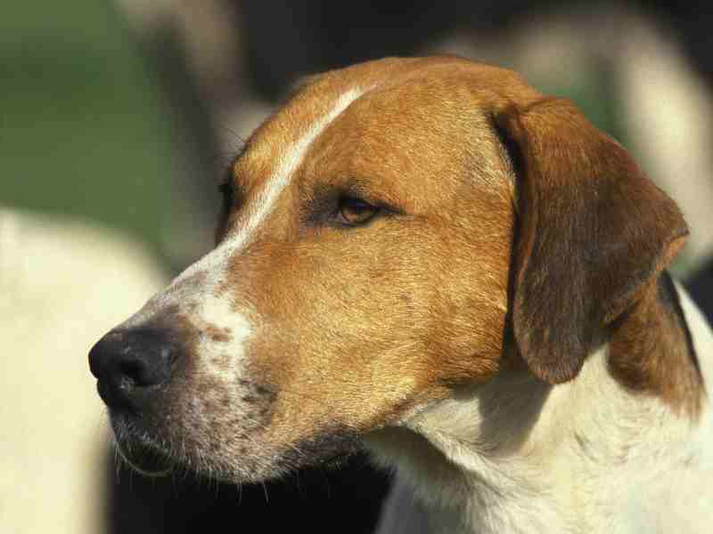 portrait of an English Foxhound