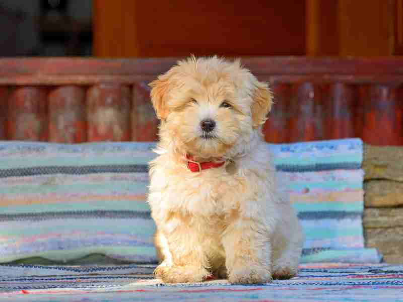 reddish havanese puppy dog