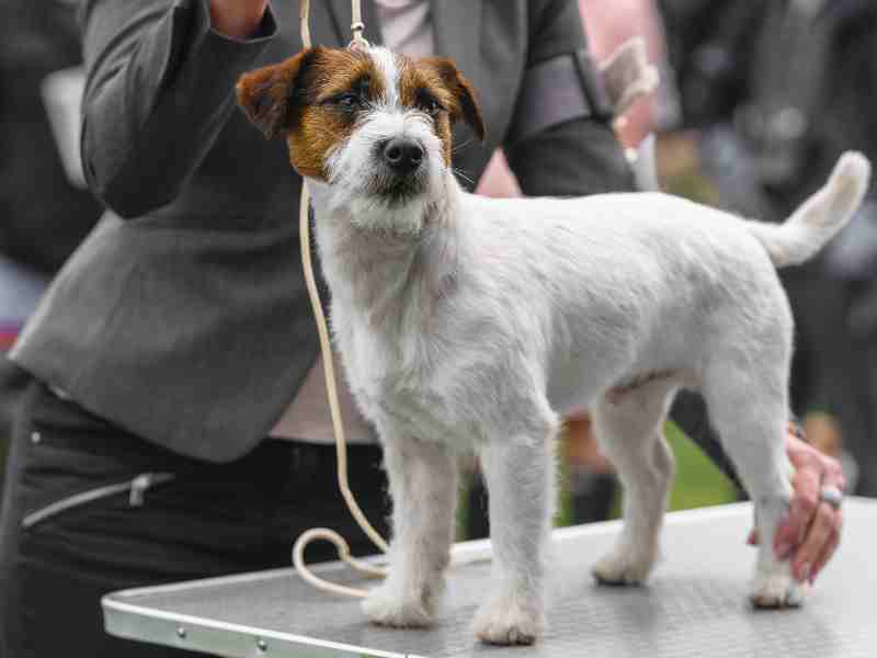 russell terrier dog at a dog show.