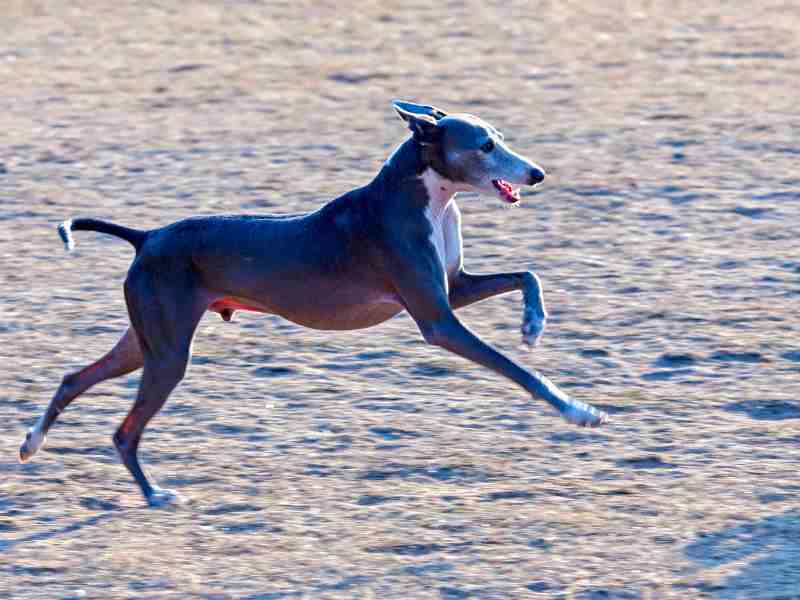 talian Greyhounds runnung at the beach