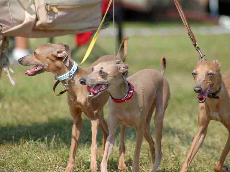 three Italian Greyhounds on a leash