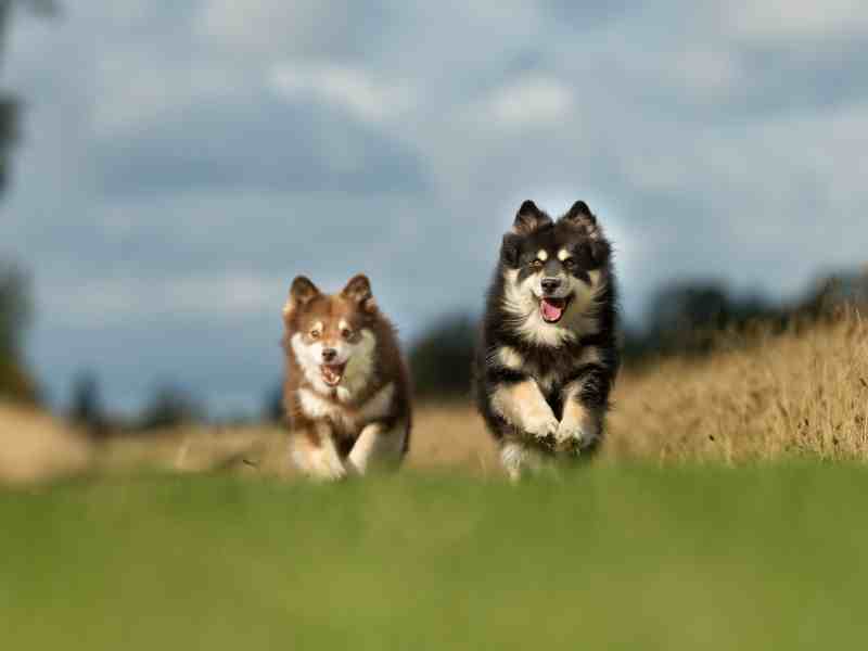 two Finnish Lapphunds running on a meadow