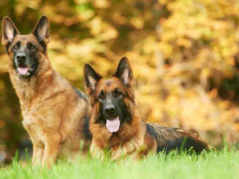 two German Shepherd Dogs outside looking at the camera