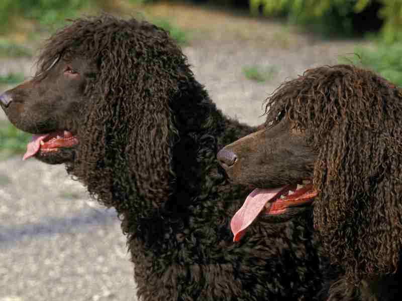 two Irish Water Spaniel Dog, Portrait of Adult with Tongue out
