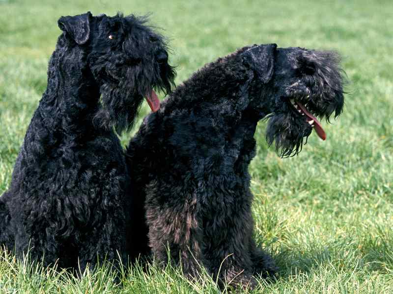 two Kerry Blue Terriers outside side by side