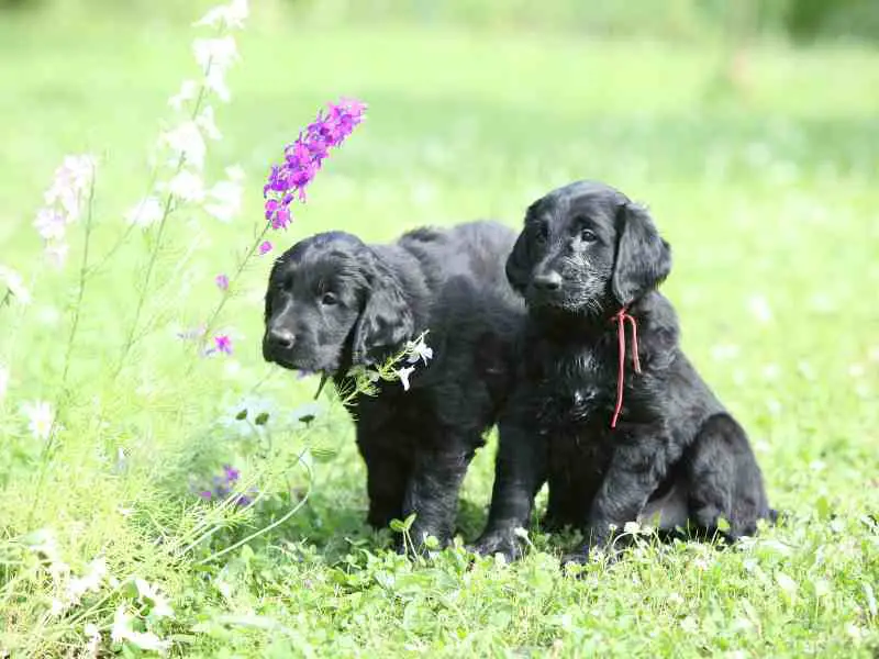 two black Flat-Coated Retriever puppies