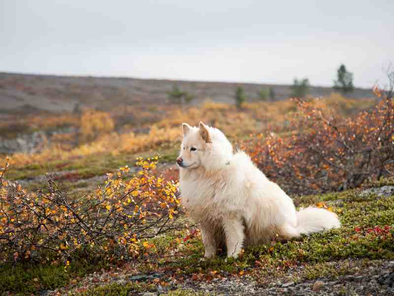 white Finnish Lapphund