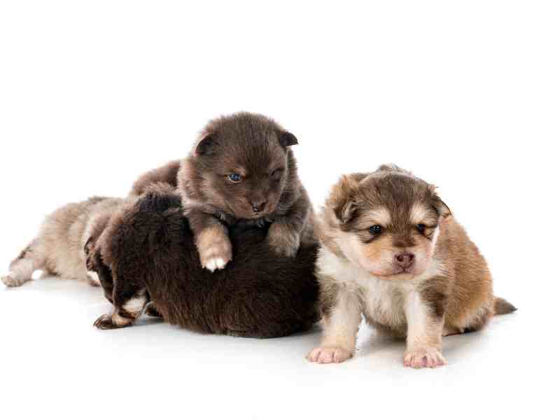 young Finnish Lapphunds in studio