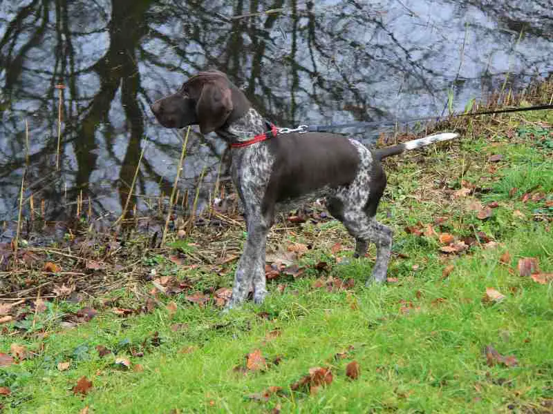 young German Shorthaired Pointer on a leash outside looking at something