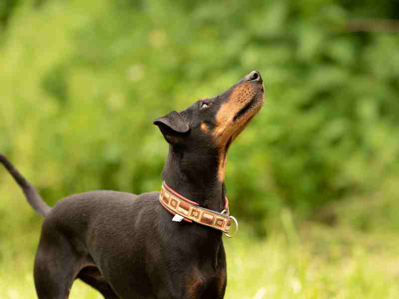 A Manchester Terrier dog standing outdoors looking up , standard size