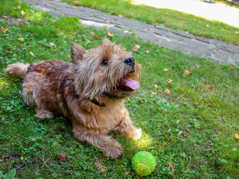 A small dog (Norwich Terrier) lies on the grass next to the ball and looks up