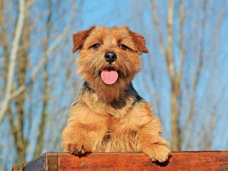 Beautiful shot of a Typical Norfolk Terrier outdoors during the day