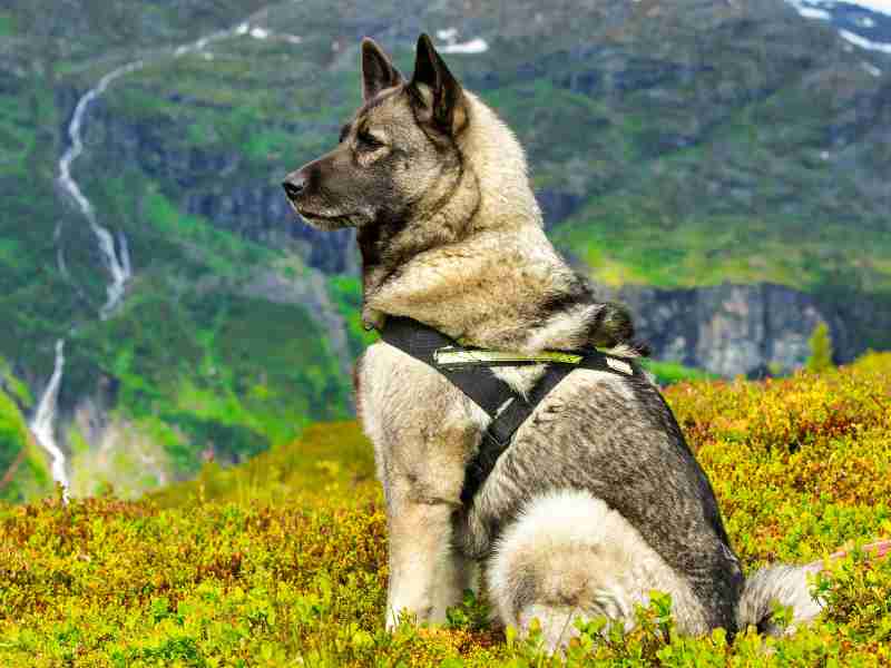 Closeup shot of an adult Norwegian Grey Elkhound service dog in a green field