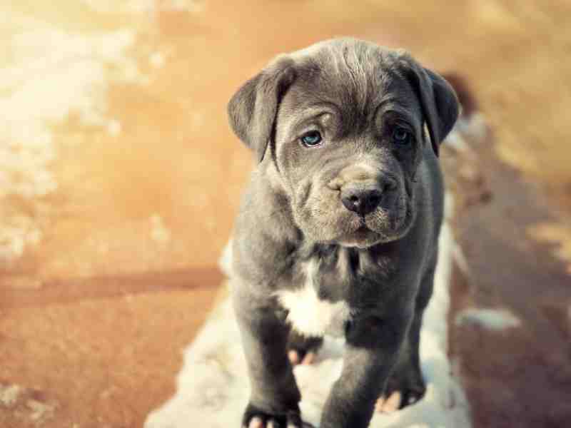 Grey Neapolitan Mastiff puppy