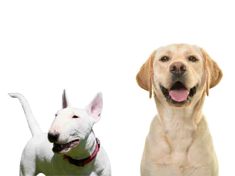 Labrador Retriever vs. Miniature Bull Terrier