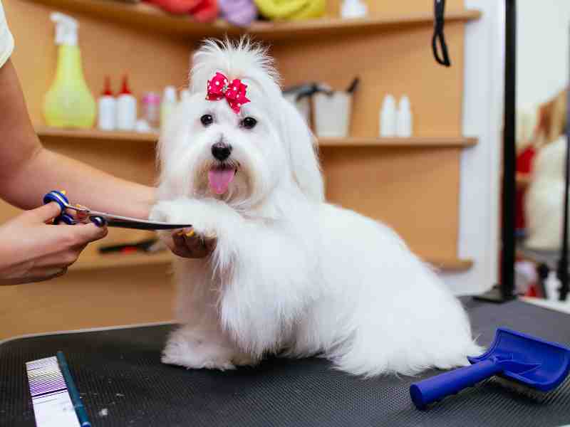 Maltese dog getting groomed