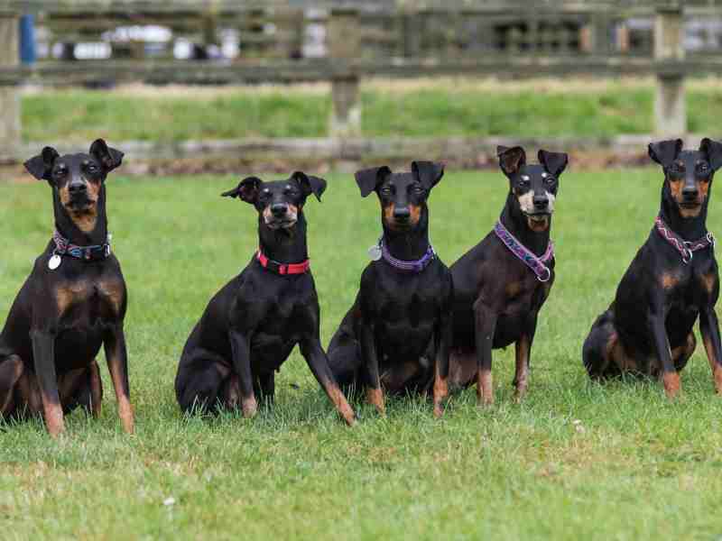 Manchester Terrier awhole bunch of them looking at the camera