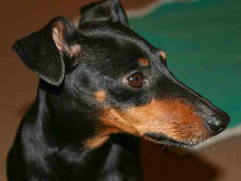 Manchester Terrier side profile of face toy size