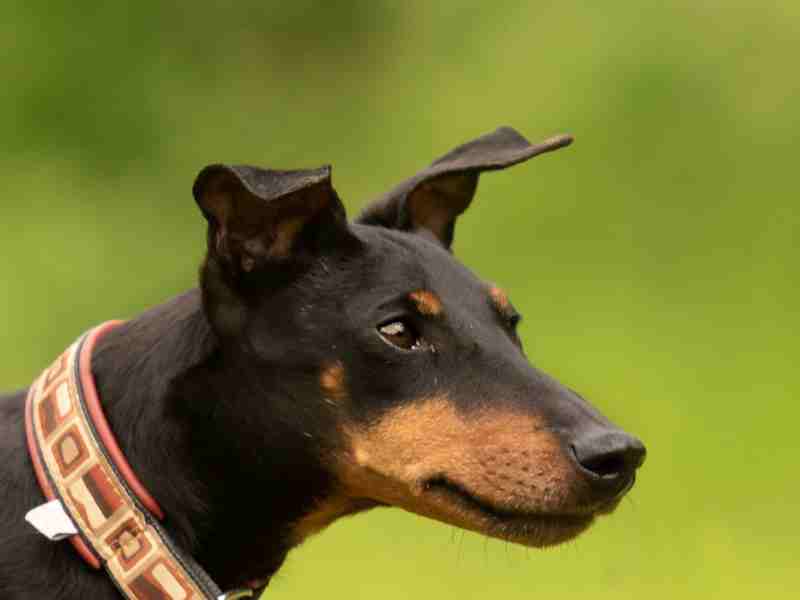 Manchester Terrier side profile of standard size