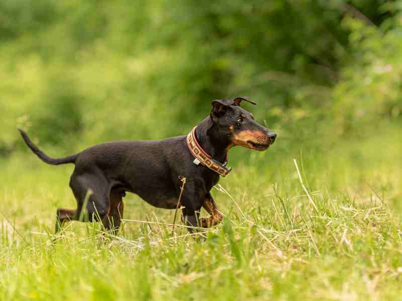 Manchester Terrier standard trotting through a meadow