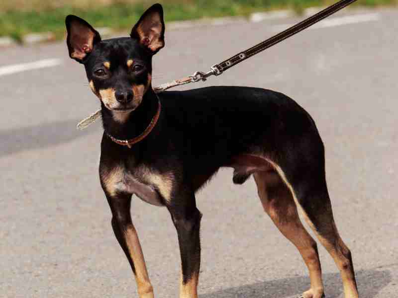 Manchester Terrier toy size on a leash looking at the camera