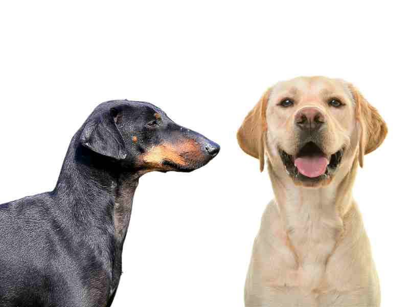 Manchester Terrier vs Labrador Retriever