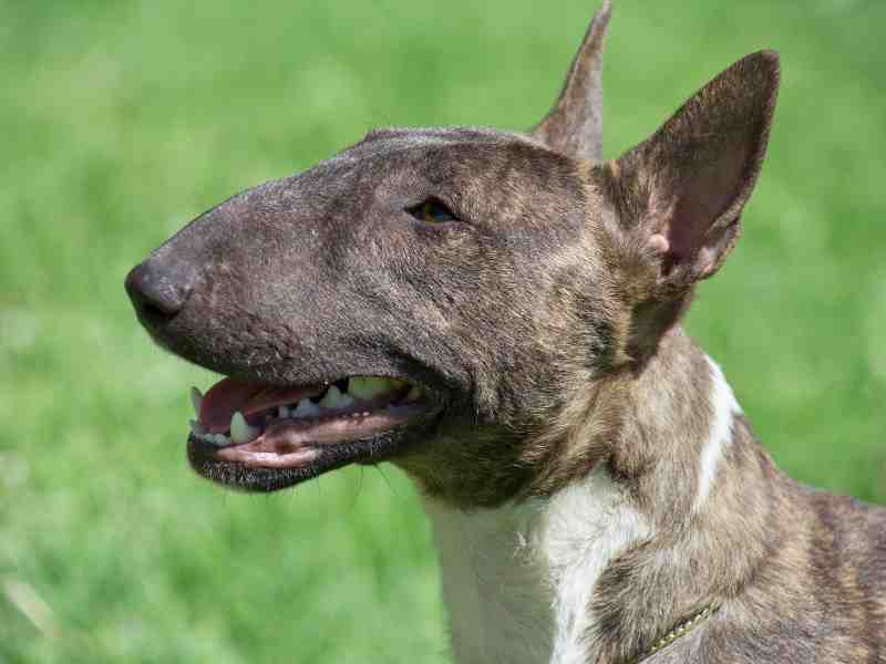 Miniature brindle and white bull terrier close up. English bull terrier or wedge head.