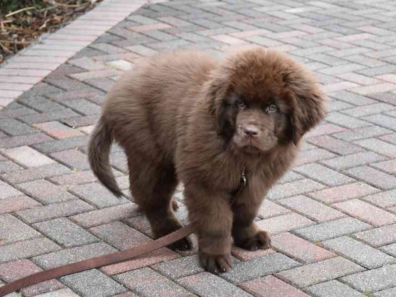 Newfoundland lpuppy on a leash out side looking at camera