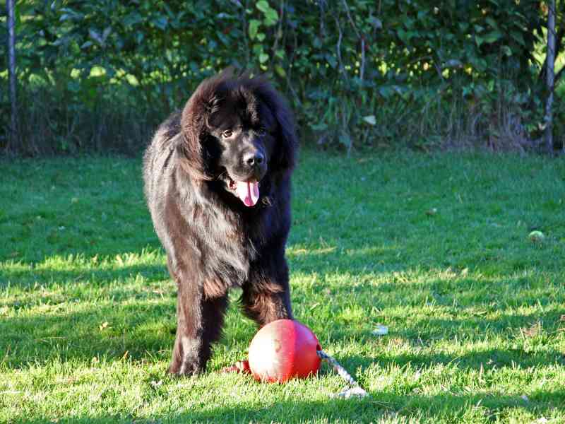 Newfoundland plqaying with a ball