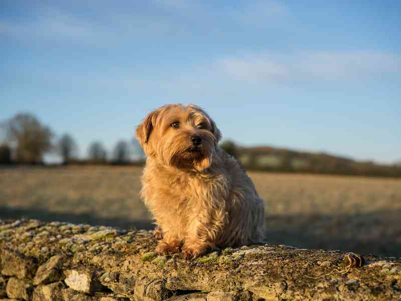 Norfolk Terrier sits outside on a stone wall