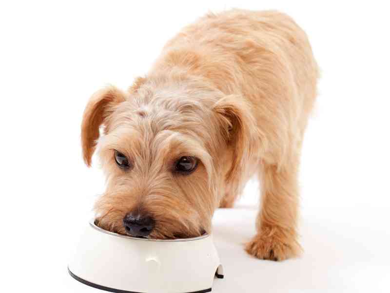 Norfolk terrier dog having a meal.