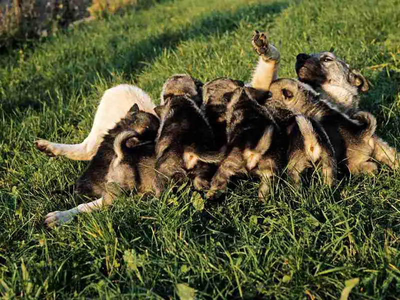 Norwegian Elkhound Dog, Mother with Puppies suckling