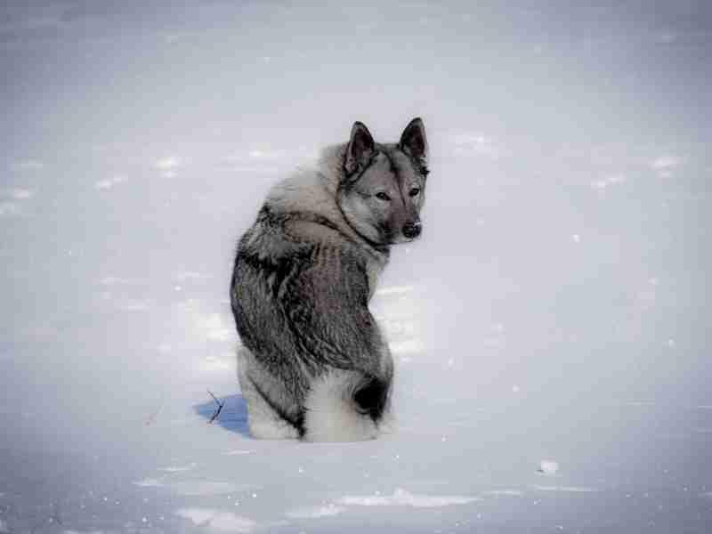 Norwegian Grey Elkhound sitting in the snow