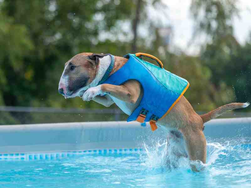 Red miniature bull terrier splashing down in the pool