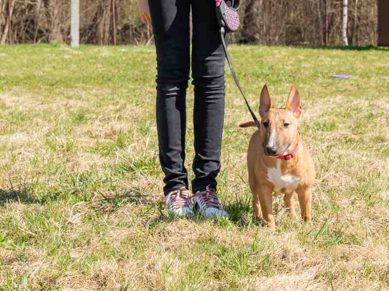 Teen age girl training her miniature bull terrier dog outdoors. puppy during obedience training outdoors, dog training school