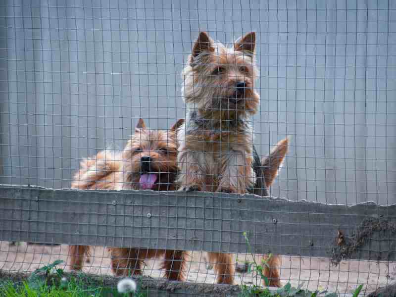 Two red-haired dog of the breed Norwich Terrier