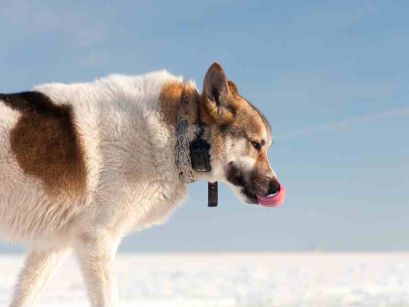 a dog with a dog training collar