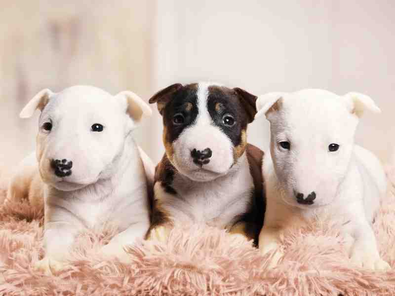 three miniature Bull Terrier puppies