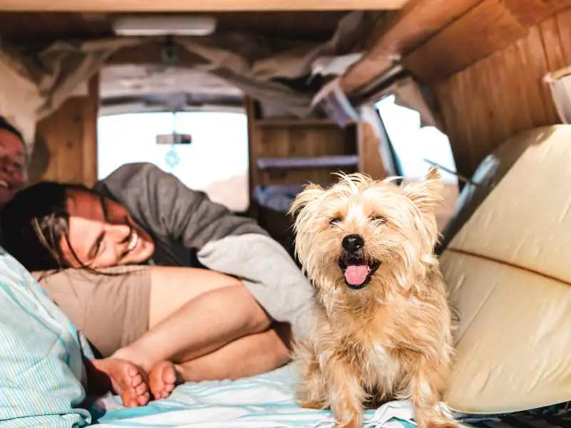 Hipster Couple with Cute Pet Traveling Together on Vintage Rv Ca