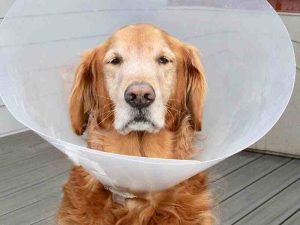 dog wearing the cone of shame
